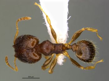 Media type: image;   Entomology 36163 Aspect: habitus dorsal view